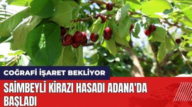 Coğrafi işaret bekleyen Saimbeyli kirazı hasadı Adana'da başladı