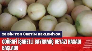 Coğrafi işaretli Bayramiç beyazı hasadı başladı!