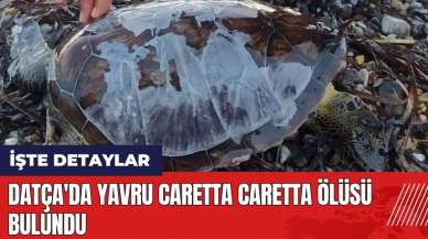 Datça'da yavru Caretta Caretta öl*sü bulundu