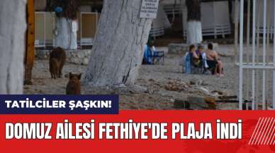 Domuz ailesi Fethiye'de plaja indi