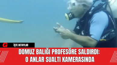 Domuz Balığı Profesöre Saldırdı: O Anlar Sualtı Kamerasında