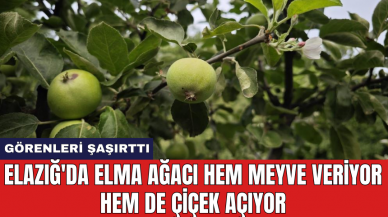 Elazığ'da elma ağacı hem meyve veriyor hem de çiçek açıyor