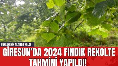 Giresun’da 2024 Fındık Rekolte Tahmini Yapıldı! Beklenenin Altında Kaldı