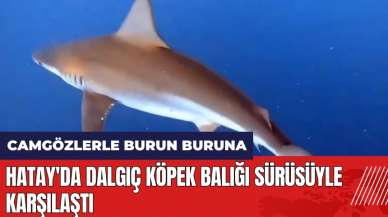 Hatay'da dalgıç köpek balığı sürüsüyle karşılaştı