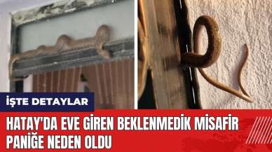 Hatay'da eve giren beklenmedik misafir paniğe neden oldu