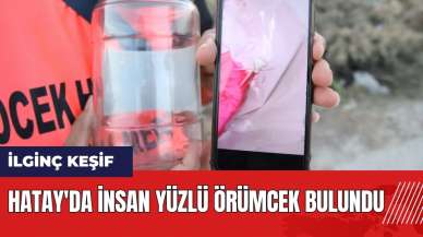 Hatay'da insan yüzlü örümcek bulundu