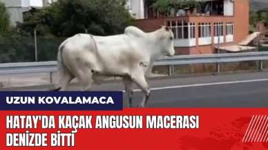 Hatay'da kaçak angusun macerası denizde bitti