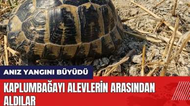 Hatay'da alevlerin arasında kalan kaplumbağayı böyle kurtardılar