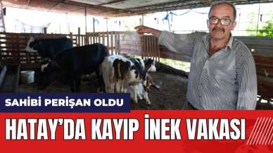 Hatay’da kayıp inek olayı!