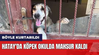 Hatay'da köpek okulda mahsur kaldı