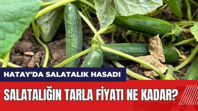 Hatay'da salatalık hasadı! Salatalığın tarla fiyatı ne kadar?