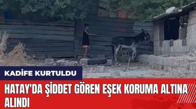 Hatay'da şiddet gören eşek koruma altına alındı