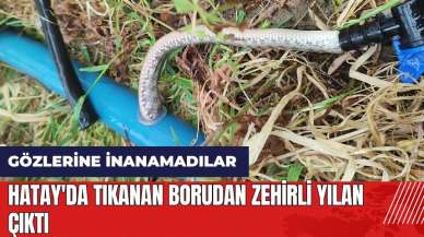 Hatay'da tıkanan borudan zehirli yılan çıktı