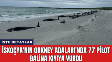 İskoçya'nın Orkney Adaları'nda 77 Pilot Balina kıyıya vurdu