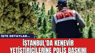 İstanbul'da kenevir yetiştiricilerine polis baskını