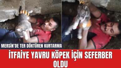 İtfaiye yavru köpek için seferber oldu