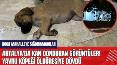 Antalya'da kan donduran görüntüler! Yavru köpeği öld*resiye dövdü