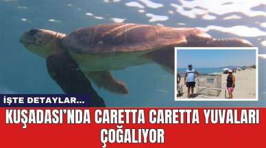 Kuşadası’nda Caretta Caretta yuvaları çoğalıyor