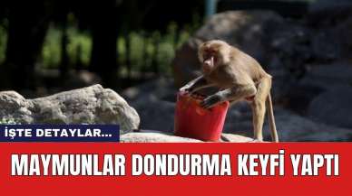 Maymunlar dondurma keyfi yaptı