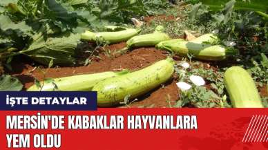 Mersin'de kabaklar hayvanlara yem oldu