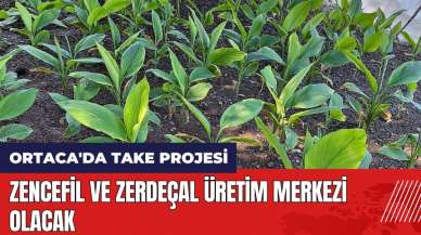 Ortaca'da TAKE projesi! Zencefil ve zerdeçal üretim merkezi olacak