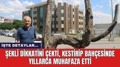 Şekli dikkatini çekti, kestirip bahçesinde yıllarca muhafaza etti