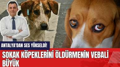 Antalya'dan ses yükseldi! Sokak köpeklerini öld*rmenin vebali büyük