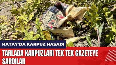 Tarlada karpuzları tek tek gazeteye sardı