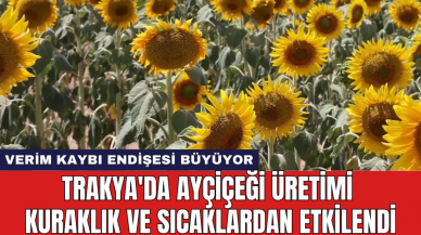 Trakya'da ayçiçeği üretimi kuraklık ve sıcaklardan etkilendi