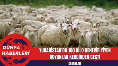 Yunanistan'da 100 Kilo Kenevir Yiyen Koyunlar Kendinden Geçti