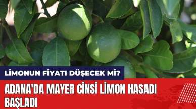 Adana'da Mayer cinsi limon hasadı başladı! Limonun fiyatı düşecek mi?