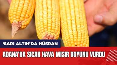 Adana'da sıcak hava mısır boyunu vurdu!