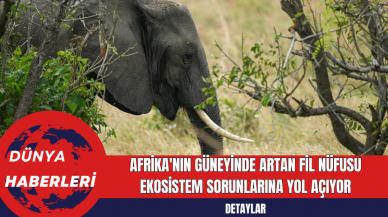 Afrika'nın Güneyinde Artan Fil Nüfusu Ekosistem Sorunlarına Yol Açıyor