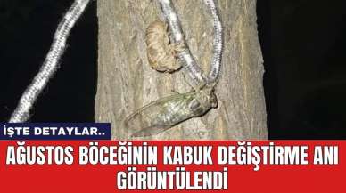 Ağustos böceğinin kabuk değiştirme anı görüntülendi