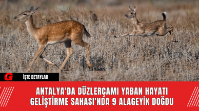 Antalya'da Düzlerçamı Yaban Hayatı Geliştirme Sahası'nda 9 Alageyik Doğdu