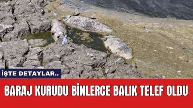 Baraj kurudu binlerce balık telef oldu