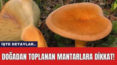 Doğadan toplanan mantarlara dikkat!