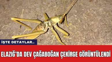 Elazığ’da Dev Çağaboğan Çekirge Görüntülendi