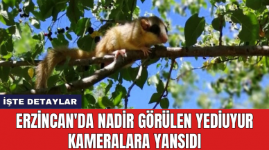 Erzincan'da nadir görülen yediuyur kameralara yansıdı