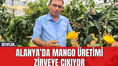 Alanya’da Mango Üretimi Zirveye Çıkıyor