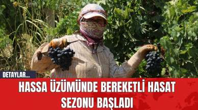 Hassa Üzümünde Bereketli Hasat Sezonu Başladı