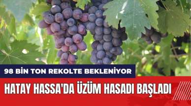 Hatay Hassa'da üzüm hasadı başladı