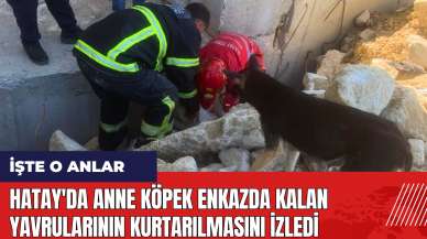 Hatay'da anne köpek enkazda kalan yavrularının kurtarılmasını izledi