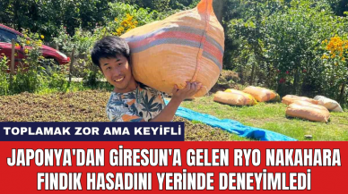 Japonya'dan Giresun'a gelen Ryo Nakahara fındık hasadını yerinde deneyimledi