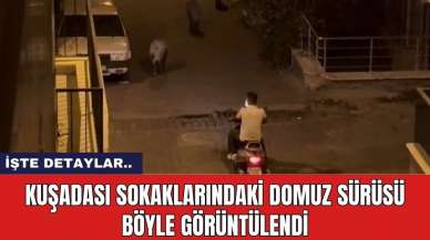 Kuşadası sokaklarındaki domuz sürüsü böyle görüntülendi