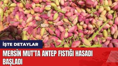 Mersin Mut'ta antep fıstığı hasadı başladı