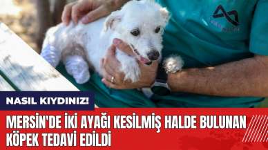 Mersin'de iki ayağı kesilmiş halde bulunan köpek tedavi edildi