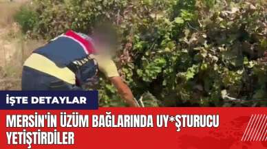 Mersin'in üzüm bağlarında uy*şturucu yetiştirdiler