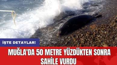 Muğla'da 50 metre yüzdükten sonra sahile vurdu