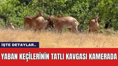 Yaban keçilerinin tatlı kavgası kamerada